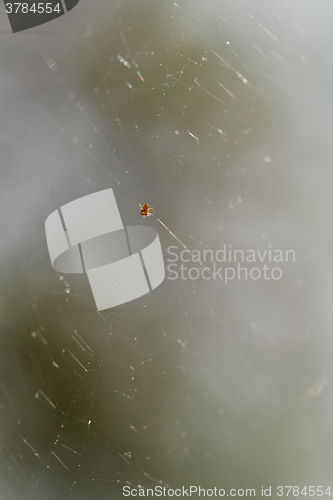 Image of Small spider