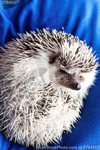 Image of Cute hedgehog