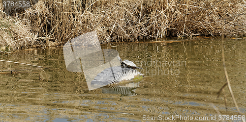 Image of Cute turtle