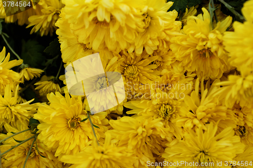 Image of Yellow flower