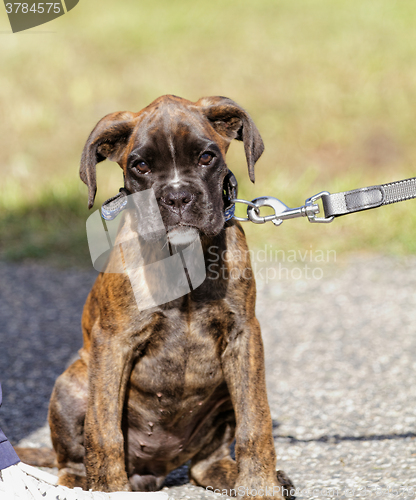 Image of Boxer dog