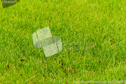 Image of Green grass