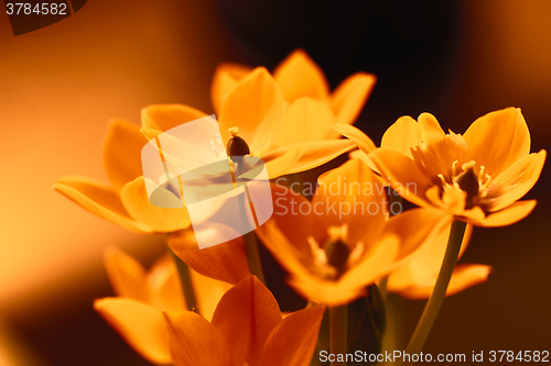 Image of Orange flower