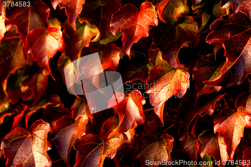 Image of Creeping leaves