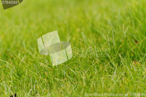 Image of Green grass