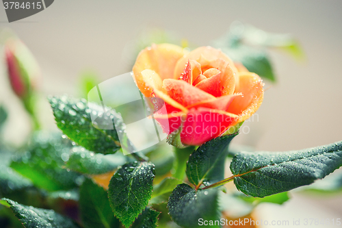 Image of close up of rose flower