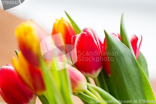 Image of close up of tulip flowers
