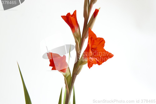 Image of Red Gladiolus