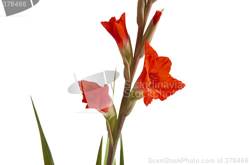 Image of Red Gladiolus