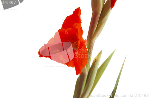 Image of Red Gladiolus