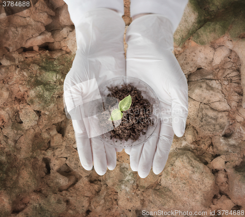 Image of close up of scientist hands with plant and soil