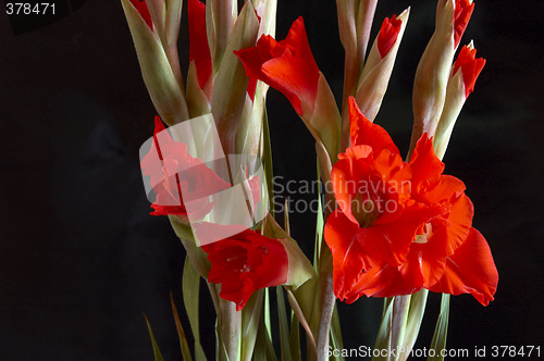 Image of Red Gladiolus