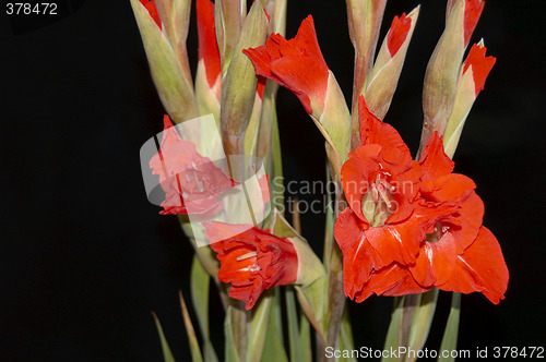 Image of Red Gladiolus