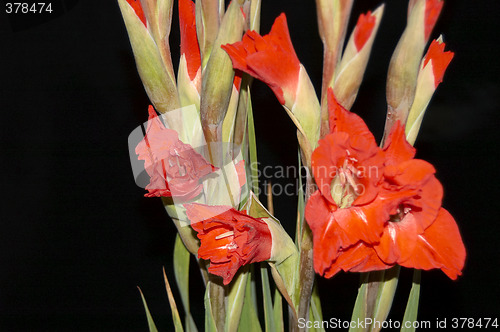 Image of Red Gladiolus