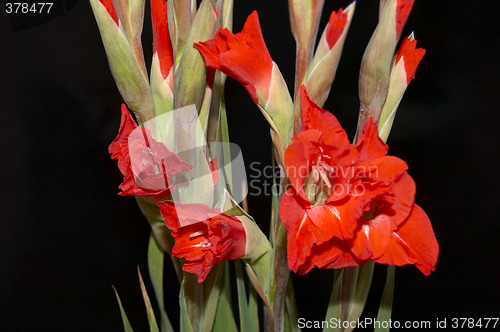 Image of Red Gladiolus