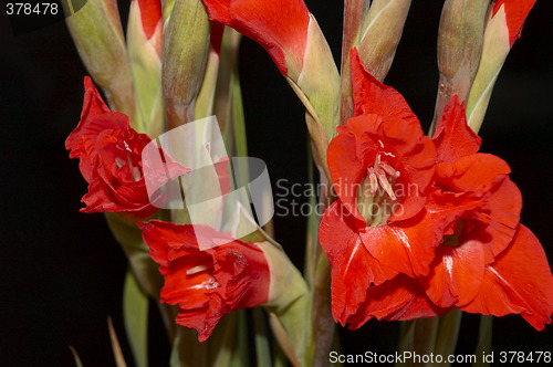 Image of Red Gladiolus