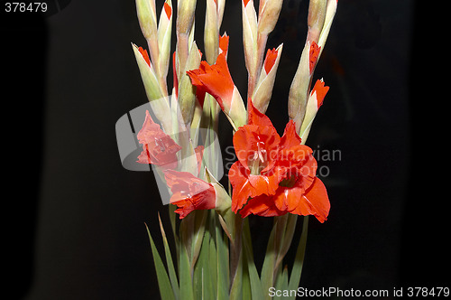 Image of Red Gladiolus