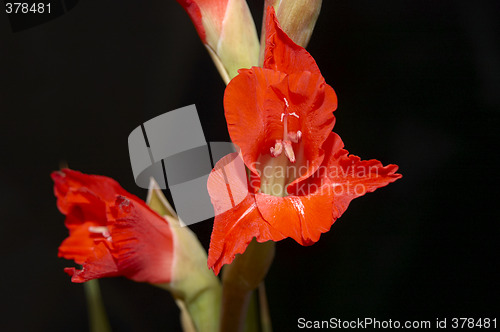 Image of Red Gladiolus