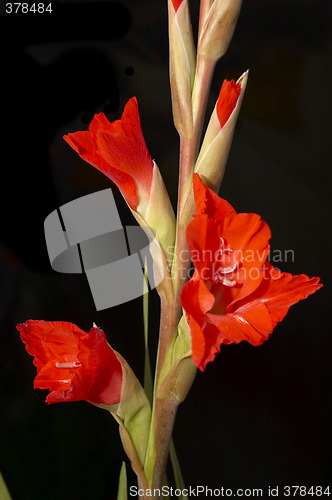 Image of Red Gladiolus