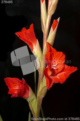 Image of Red Gladiolus