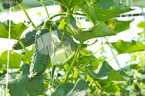 Image of Cucumbers ripen in film greenhouse