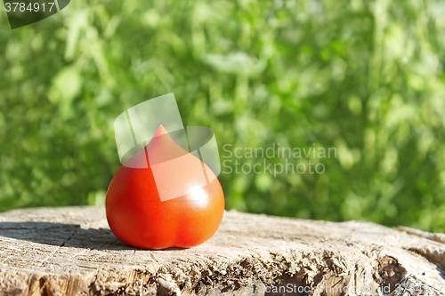 Image of Tomato on surface of old stump