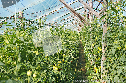 Image of Film greenhouse with ripening tomatoes
