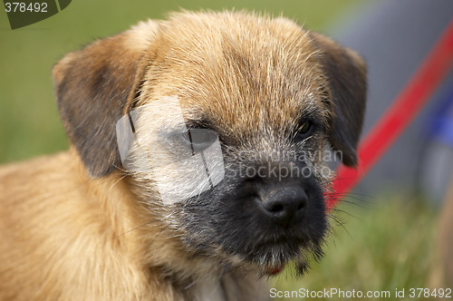 Image of Border terrier