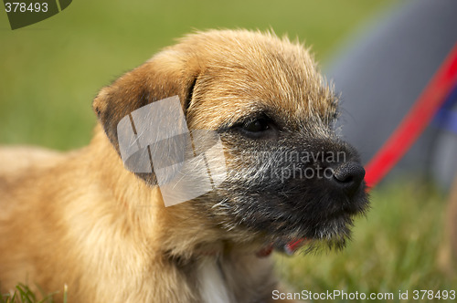 Image of Border terrier