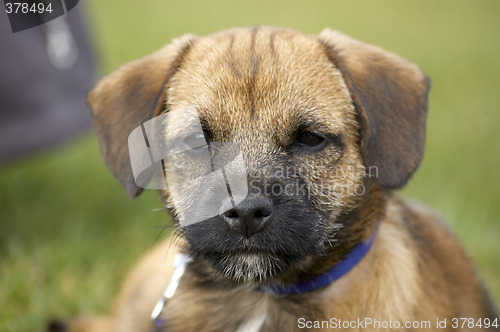 Image of Border terrier