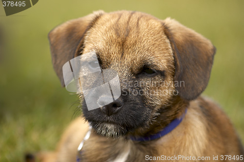 Image of Border terrier