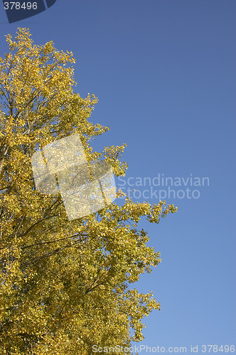 Image of Autumn