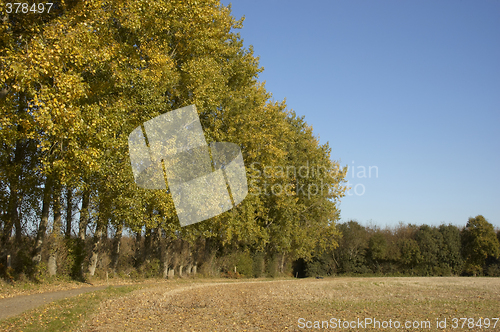 Image of Autumn trees