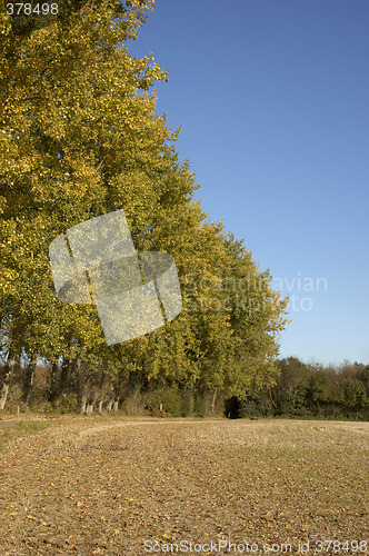Image of Autumn trees