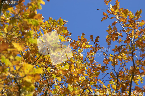 Image of Autumn