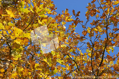Image of Autumn