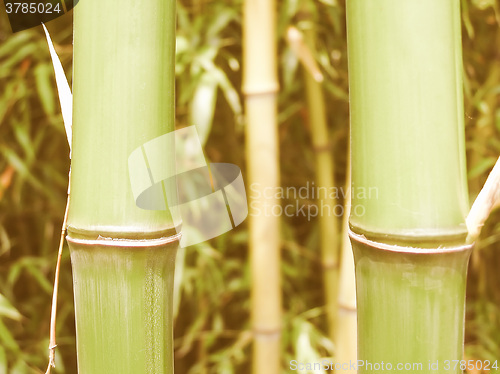 Image of Retro looking Leaf