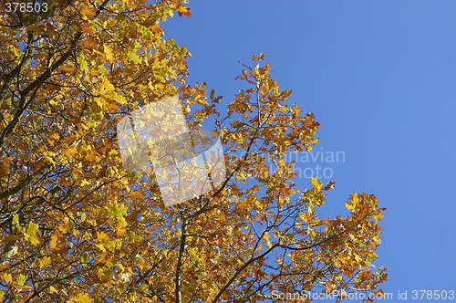 Image of Autumn