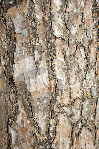 Image of Bark