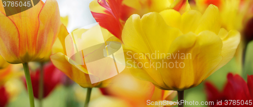 Image of tulips in spring