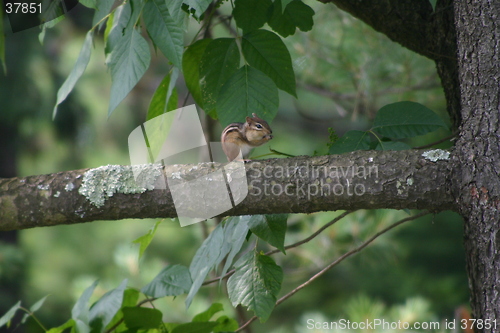 Image of Chipmunk on the tree