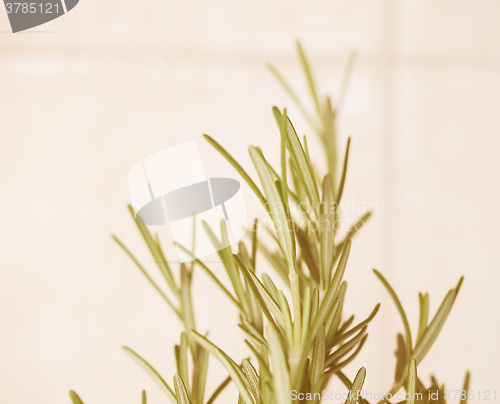 Image of Retro looking Rosemary plant