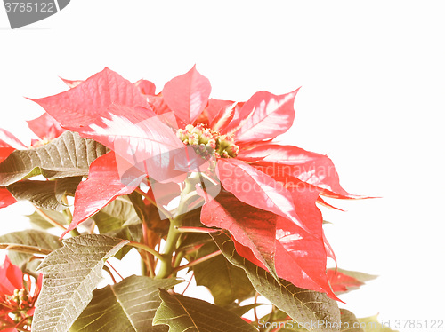 Image of Retro looking Poinsettia