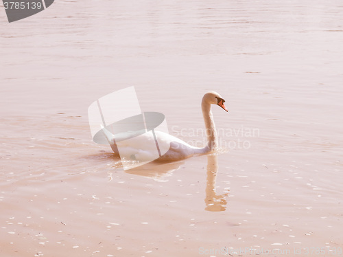 Image of Retro looking Swan bird