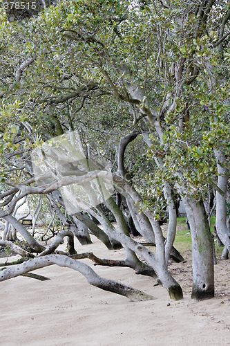 Image of Mangroves