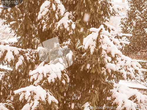 Image of Retro looking Pine tree