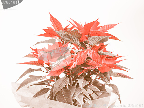 Image of Retro looking Poinsettia Christmas star