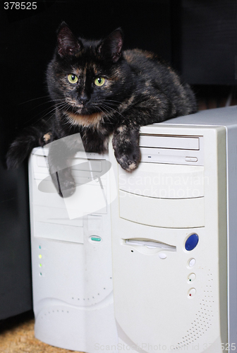 Image of Cat and desktop computers