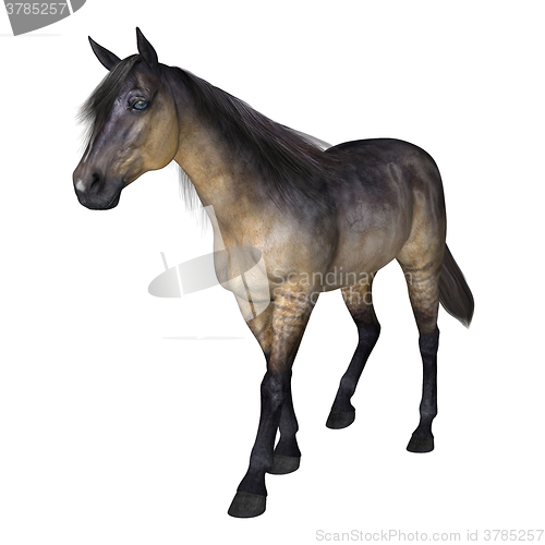 Image of Grulla Horse on White