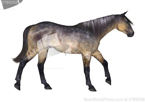 Image of Grulla Horse on White